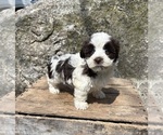 Small #1 Havanese