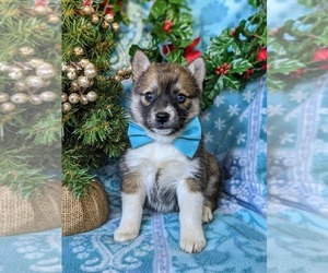 Pomsky Puppy for sale in EPHRATA, PA, USA