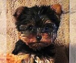Financing - Female Yorkshire Terrier Puppy for Sale - Photo #8