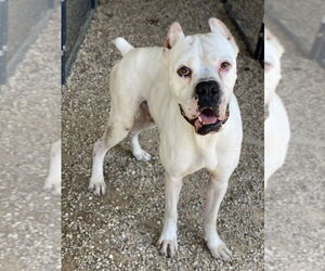Boxer Dogs for adoption in Austin, TX, USA
