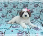 Small Cavapoo