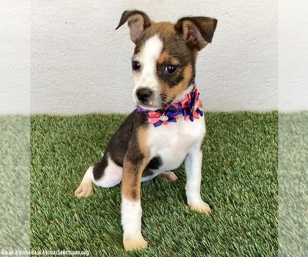 Medium Photo #4 Jug Puppy For Sale in San Diego, CA, USA
