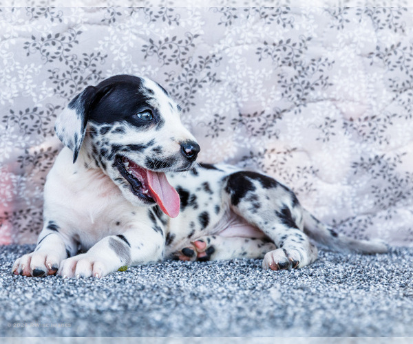 Medium Photo #14 Great Dane Puppy For Sale in WAKARUSA, IN, USA