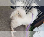 Small #16 Great Pyrenees Mix