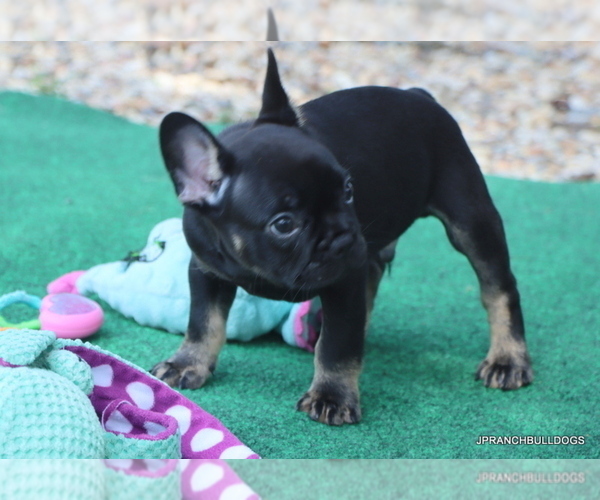 Medium Photo #2 French Bulldog Puppy For Sale in WINNSBORO, TX, USA
