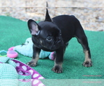 Small Photo #33 French Bulldog Puppy For Sale in WINNSBORO, TX, USA