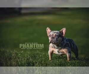 French Bulldog Puppy for sale in HOUSTON, TX, USA