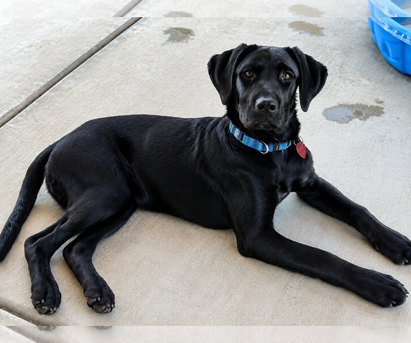Medium Photo #3 Labrador Retriever Puppy For Sale in Clovis, CA, USA