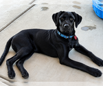 Small #2 Labrador Retriever