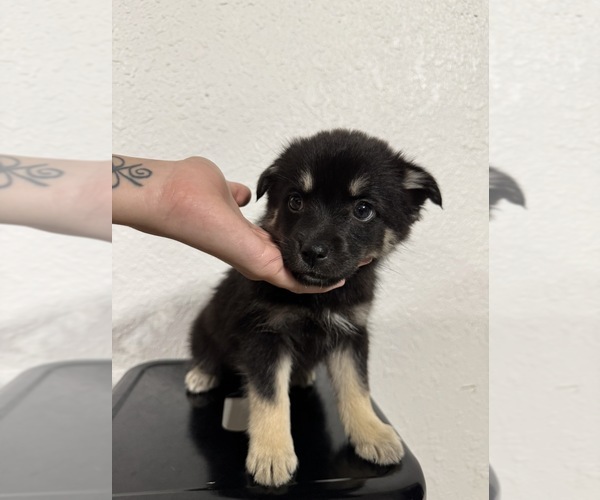 Medium Photo #7 Pomsky Puppy For Sale in DAVENPORT, FL, USA