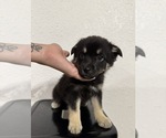 Small #1 Pomsky