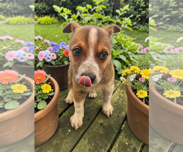 Medium Photo #6 - Mix Puppy For Sale in McKinney, TX, USA