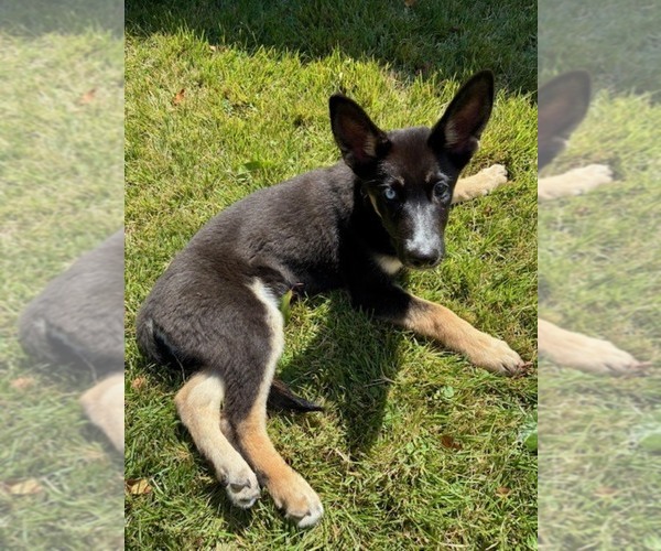 Medium Photo #1 German Shepherd Dog-Siberian Husky Mix Puppy For Sale in LEVITTOWN, PA, USA