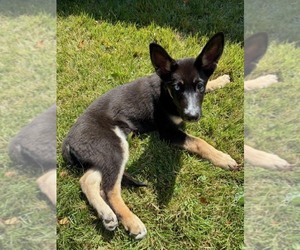 German Shepherd Dog-Siberian Husky Mix Puppy for sale in LEVITTOWN, PA, USA