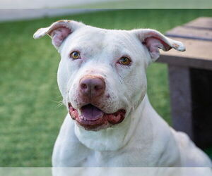 Mutt Dogs for adoption in Pasadena, CA, USA