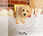 Small #5 Poo-Ton
