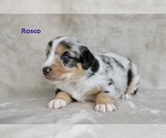 Puppy Rosco Miniature Australian Shepherd