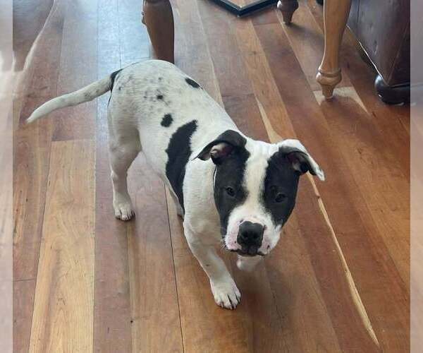 Medium Photo #13 American Pit Bull Terrier-Staffordshire Bull Terrier Mix Puppy For Sale in New York, NY, USA