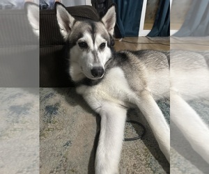 Father of the Siberian Husky puppies born on 04/09/2023