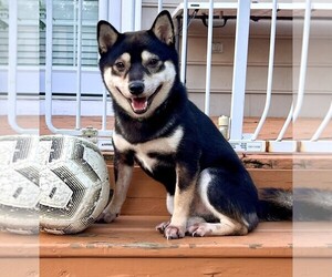 Shiba Inu Puppy for sale in BOWIE, MD, USA