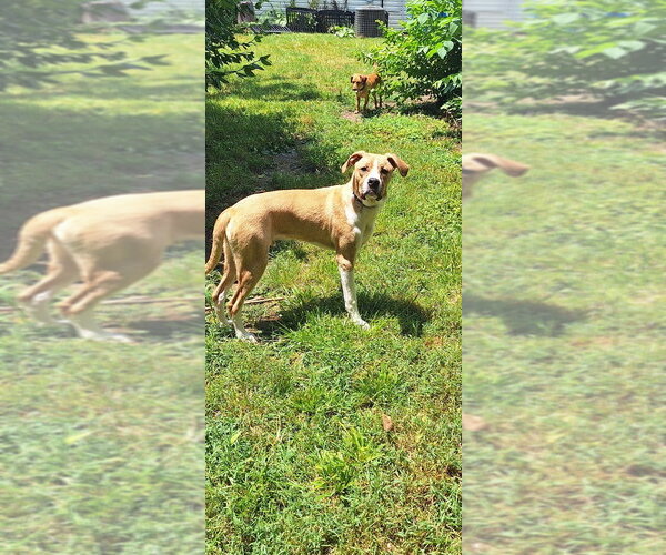 Medium Photo #4 Boxer-Unknown Mix Puppy For Sale in Aurora, IN, USA