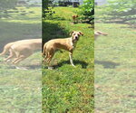 Small #3 Boxer Mix