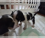 Small #6 Basset Hound