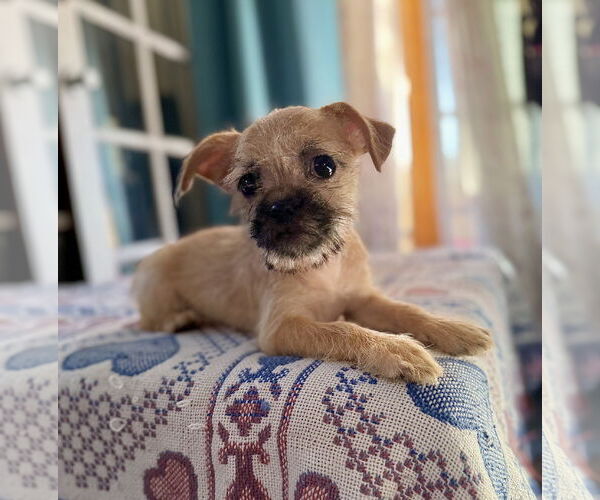 Medium Photo #2 Brussels Griffon Puppy For Sale in Marina Del Rey, CA, USA