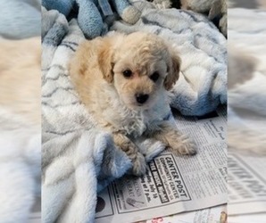 Poodle (Toy) Puppy for sale in BRYANT, AL, USA