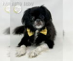 Small #2 Pekingese
