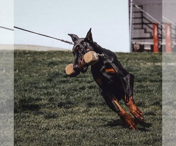 Medium Photo #48 Doberman Pinscher Puppy For Sale in FORT LAUDERDALE, FL, USA