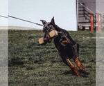 Small Photo #48 Doberman Pinscher Puppy For Sale in FORT LAUDERDALE, FL, USA