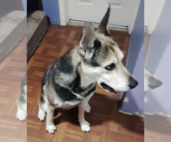 Medium Photo #2 German Shepherd Dog-Huskies  Mix Puppy For Sale in Marina Del Rey, CA, USA