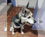 Small #1 German Shepherd Dog-Huskies  Mix