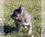 Small Photo #3 American Bully Puppy For Sale in BILLINGS, MO, USA