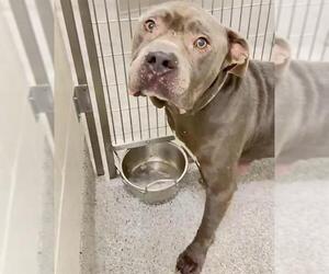 TRIGGER - Male American Pit Bull Terrier Dog for Adoption - Photo #3