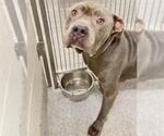 Small Photo #3 American Pit Bull Terrier Puppy For Sale in Houston, TX, USA