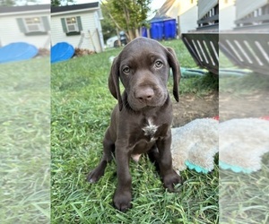 German Shorthaired Pointer Puppy for sale in FRANKLIN, KY, USA