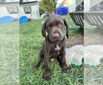 Small Photo #1 German Shorthaired Pointer Puppy For Sale in FRANKLIN, KY, USA