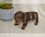 Small #1 Dachshund