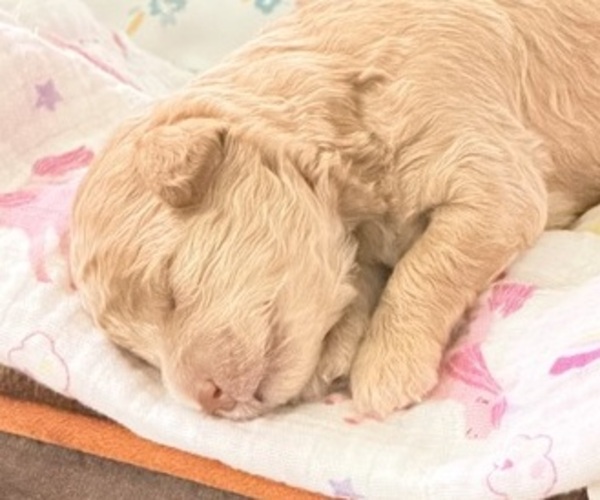 Medium Photo #1 Pyredoodle (Toy) Puppy For Sale in FORT MYERS, FL, USA