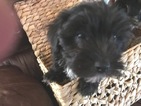 Small Photo #10 Havashire Puppy For Sale in CONROE, TX, USA