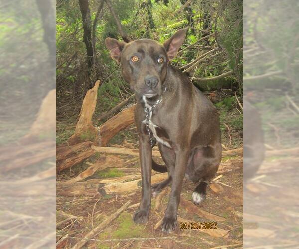 Medium Photo #1 Pharaoh Hound-Unknown Mix Puppy For Sale in Santa Rosa, CA, USA