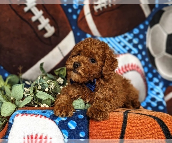 Medium Photo #7 Poodle (Miniature) Puppy For Sale in NEW PROVIDENCE, PA, USA