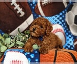 Small Photo #7 Poodle (Miniature) Puppy For Sale in NEW PROVIDENCE, PA, USA
