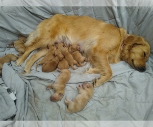 Mother of the Golden Retriever puppies born on 04/02/2022