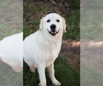 Small #1 Great Pyrenees