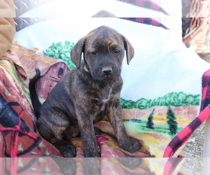 Boxador-Labrador Retriever Mix Puppy for sale in SHILOH, OH, USA