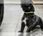 Puppy Mr Neon Presa Canario