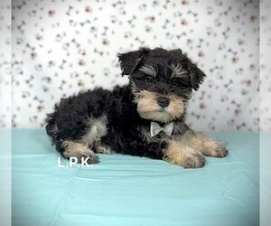 Schnauzer (Miniature) Puppy for sale in WINNSBORO, LA, USA